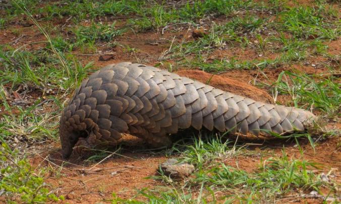 Pangolin-Pictures-In-High-Quality-1WC3005828