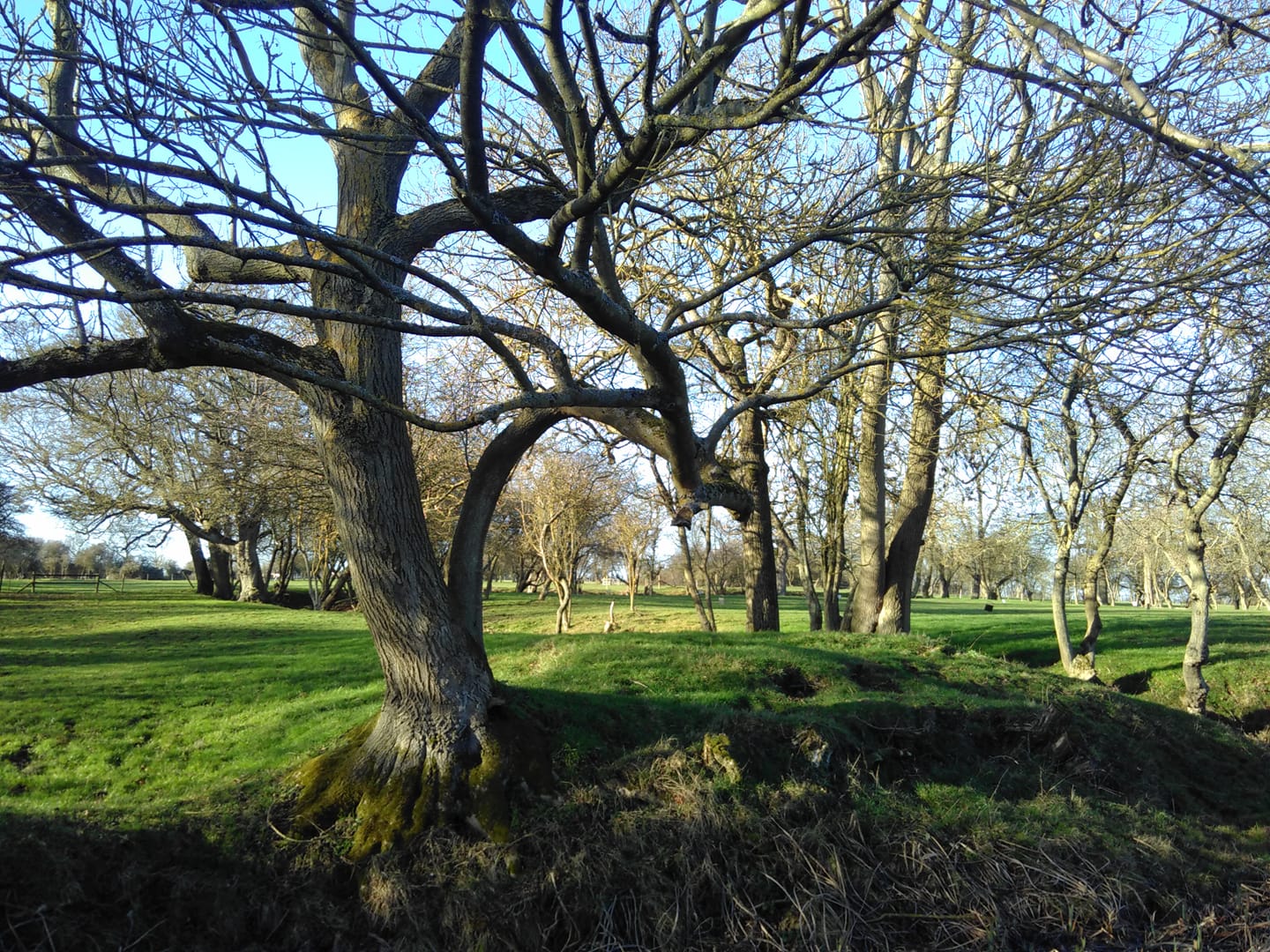 50527346_10155773544086150_8094725893563351040_o